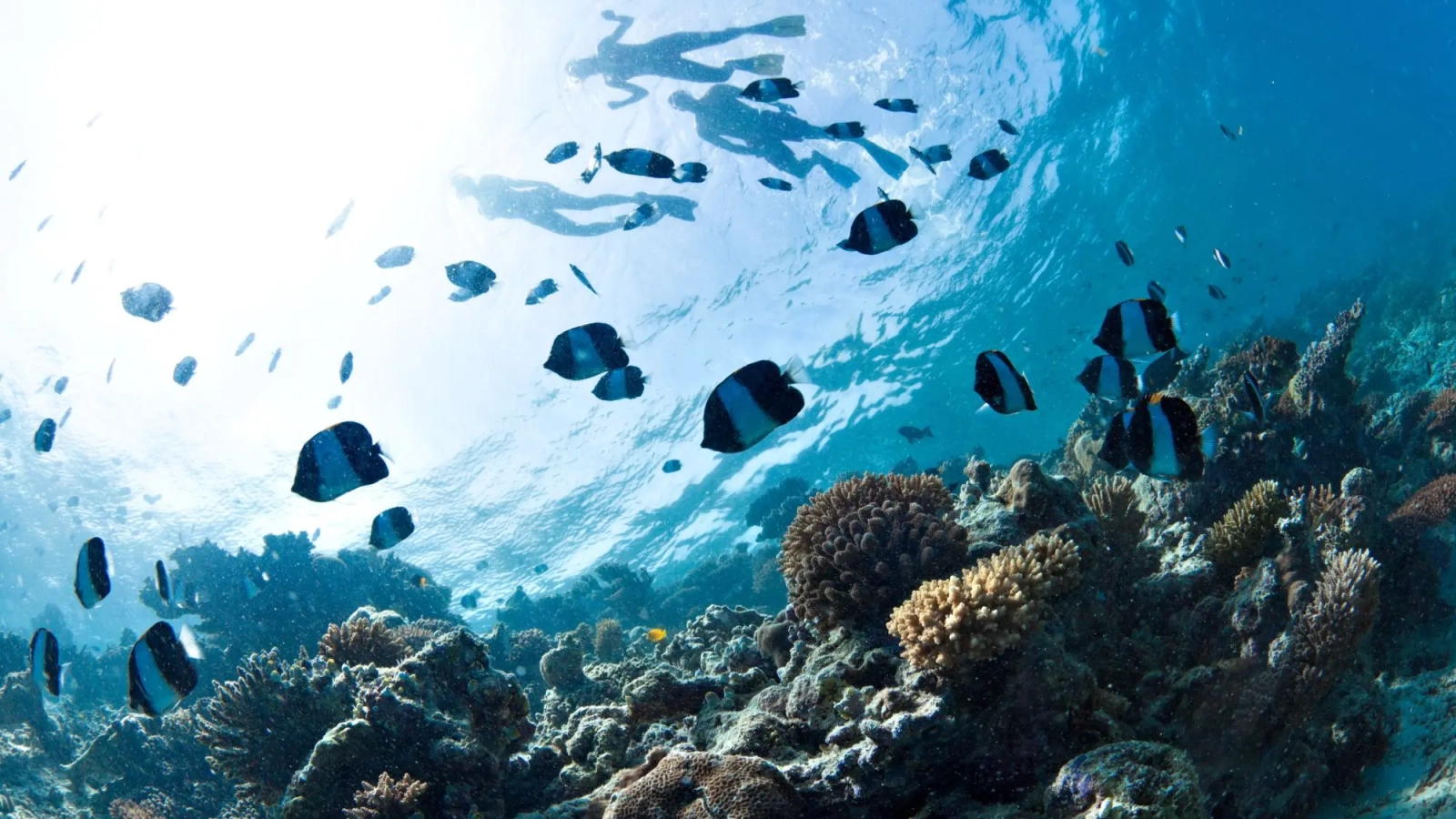 Nusa lembongan - Bali